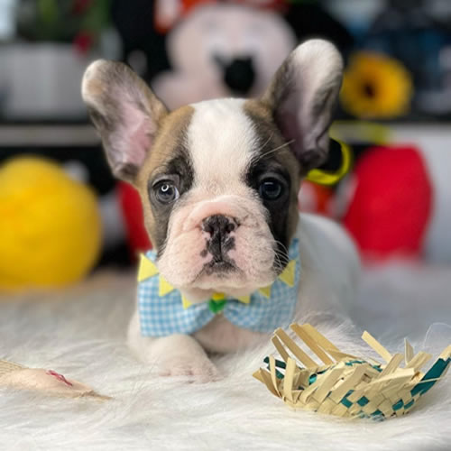 Preço de Filhote de Spitz Alemão na Zona Leste, SP – Preço de Filhote de Bulldog Francês na Zona Leste, SP - Canil de Spitz Alemão