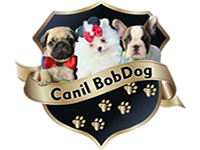canil-bob-dog-3