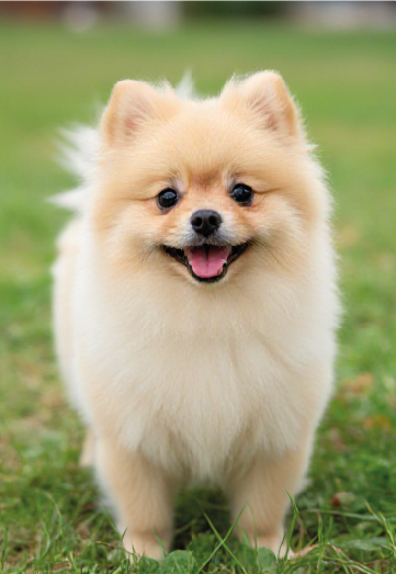 Spitz Alemão Anão