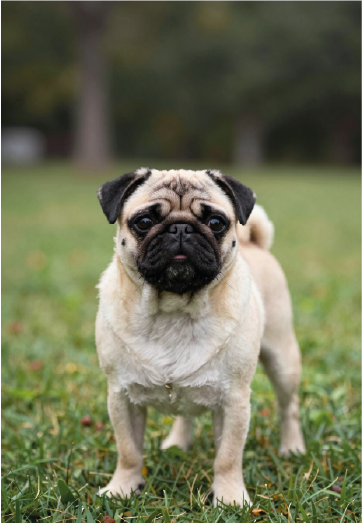 Pug