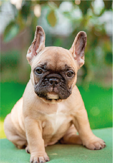 Buldogue Francês