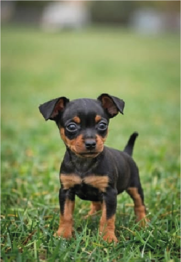 Pinscher