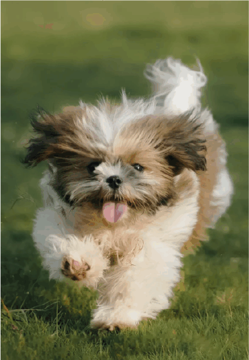 Shihtzu