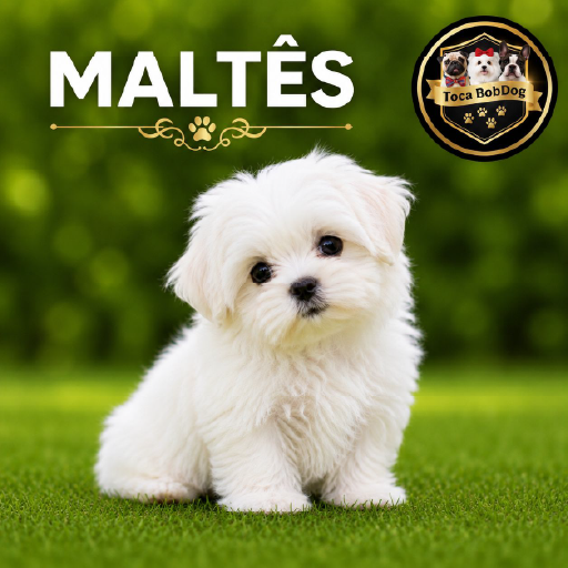 Maltês