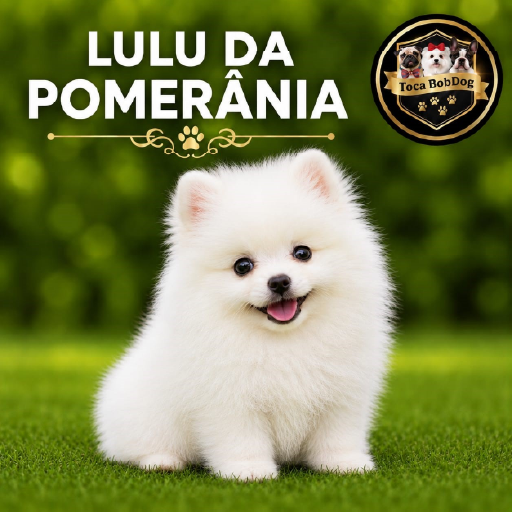 Lulu da Pomerânia