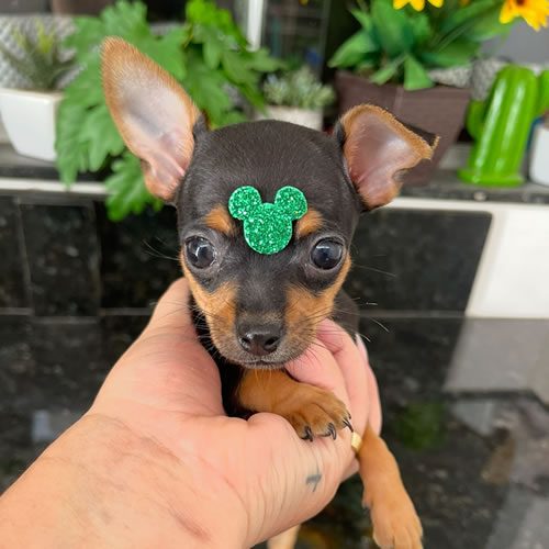 Pinscher