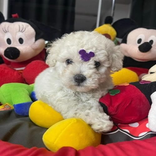 Poodle Toy