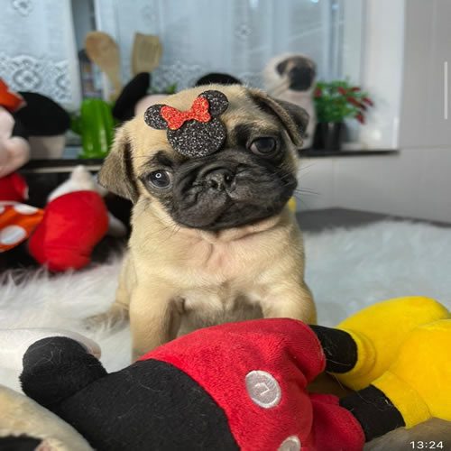 Pug