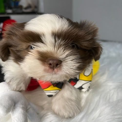 Shihtzu