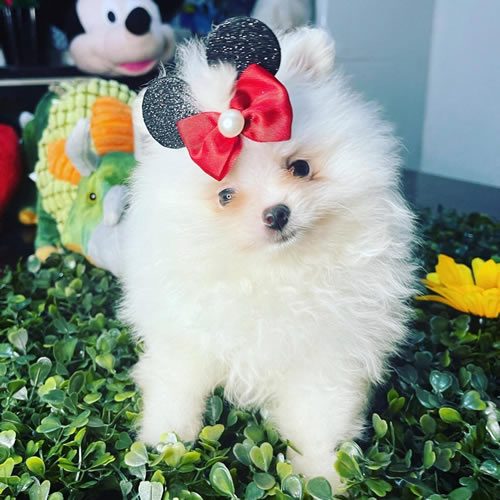 Spitz Alemão